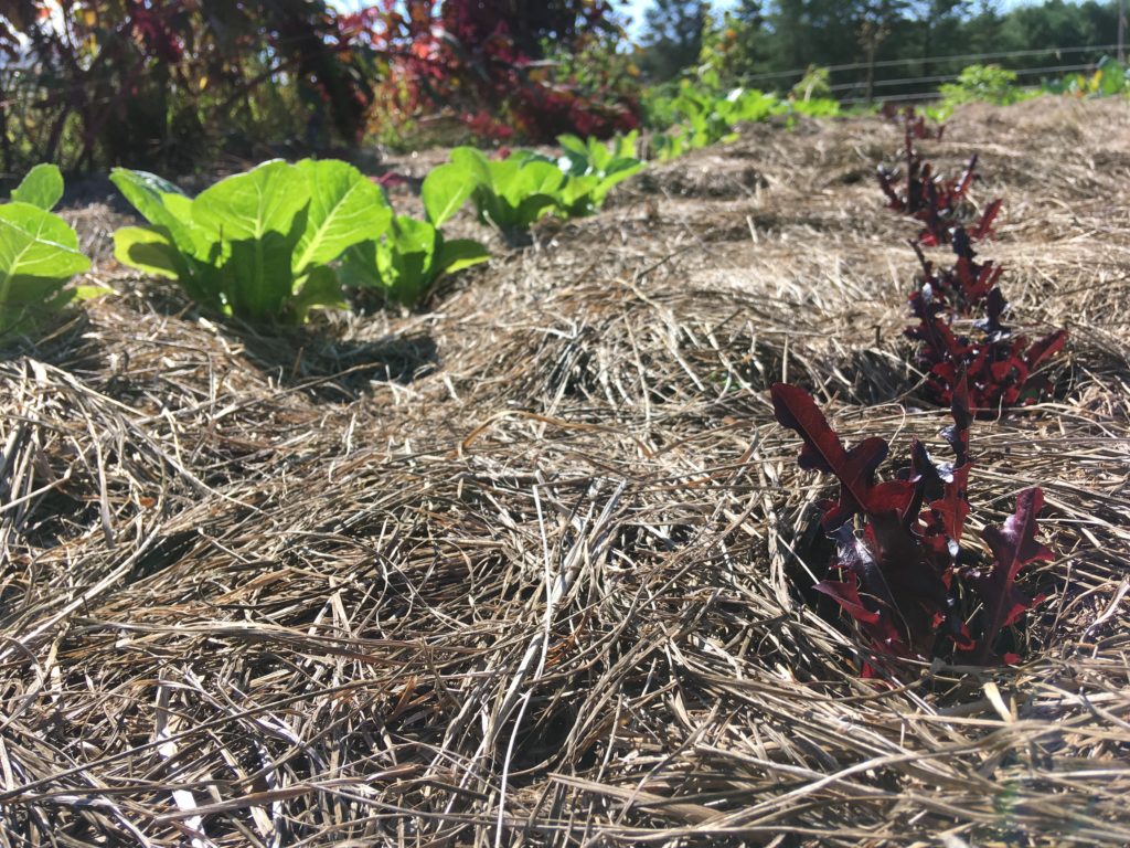 Bok choi and lettuces coming along nicely