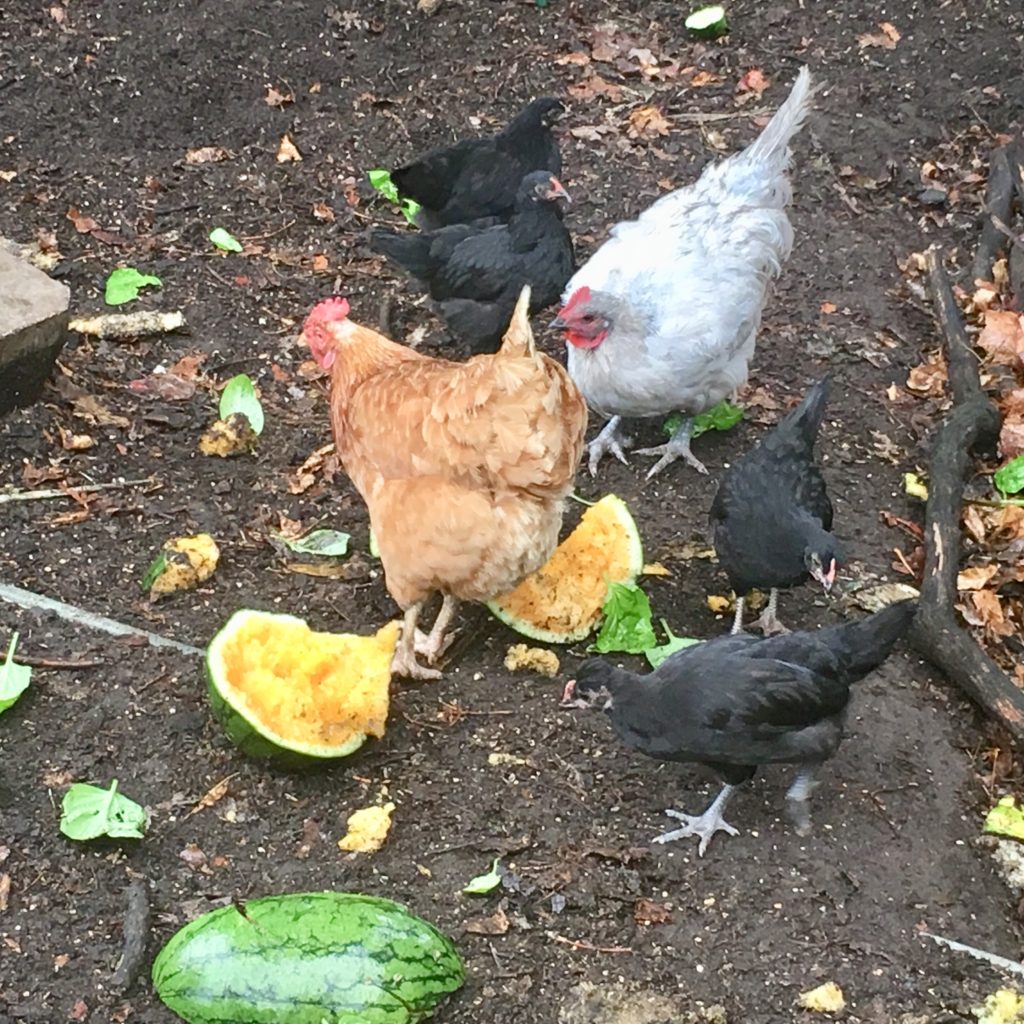 the chickens enjoy the melons not fit for human consumption