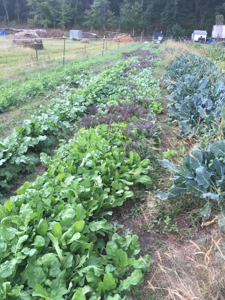 Salad row lookin' fine