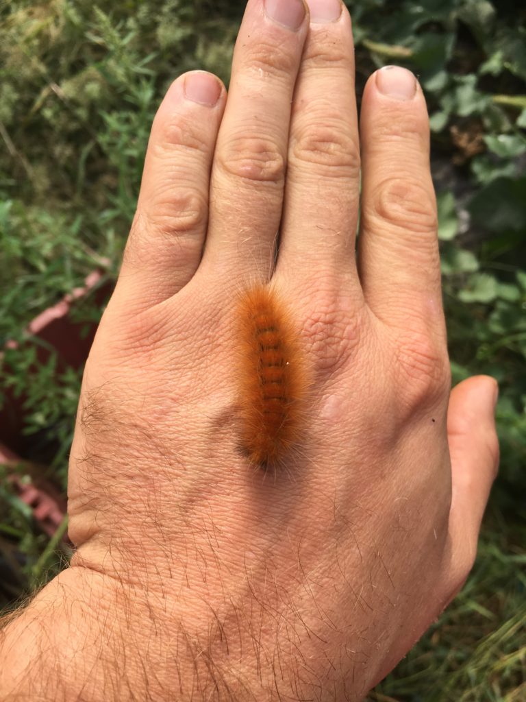 Golden Woolly Bear