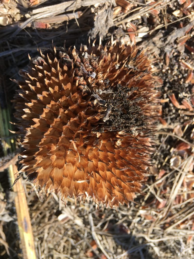 Sun flower head picked clean by birds (and voles?)