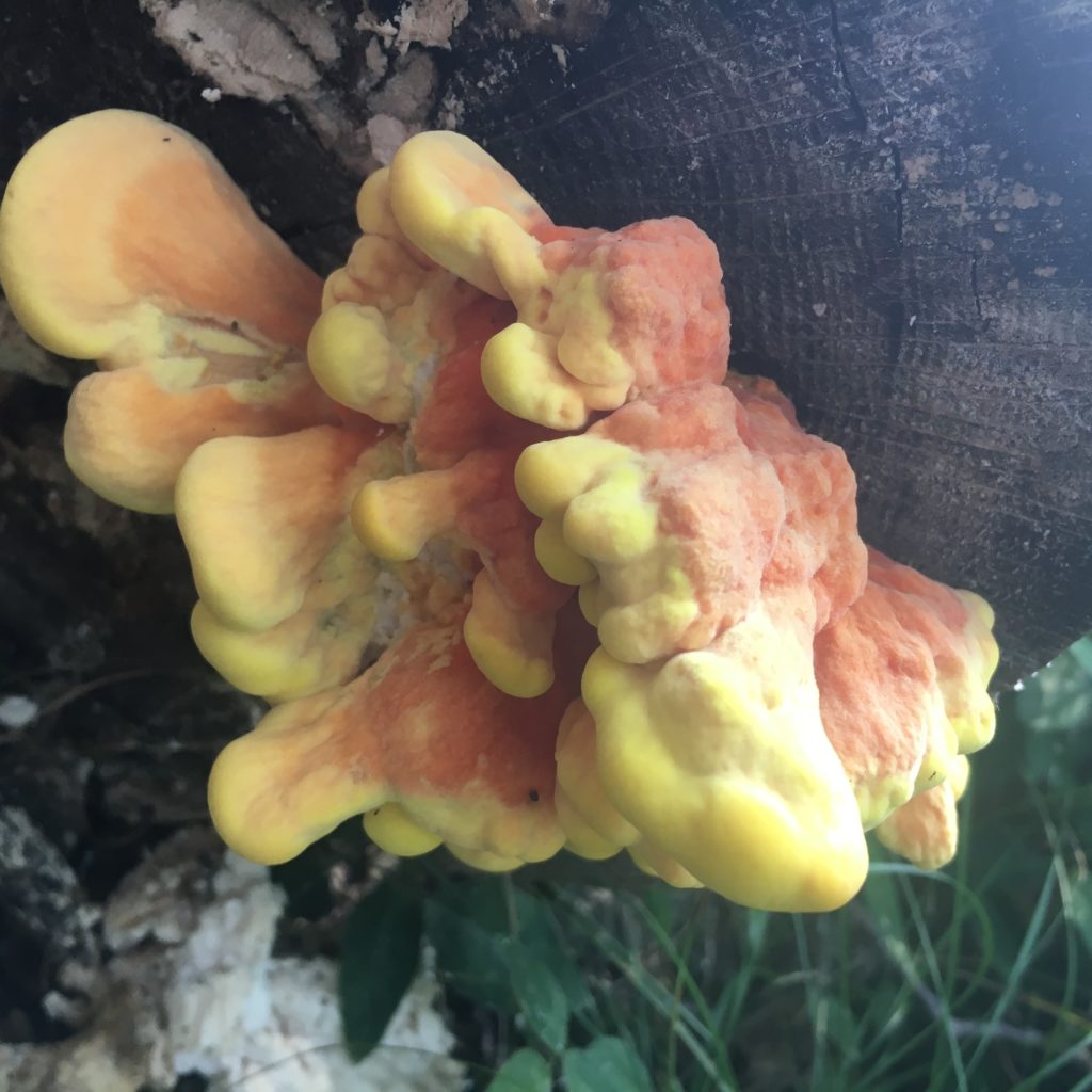 wild, delicious chicken of the woods growing on an oak log