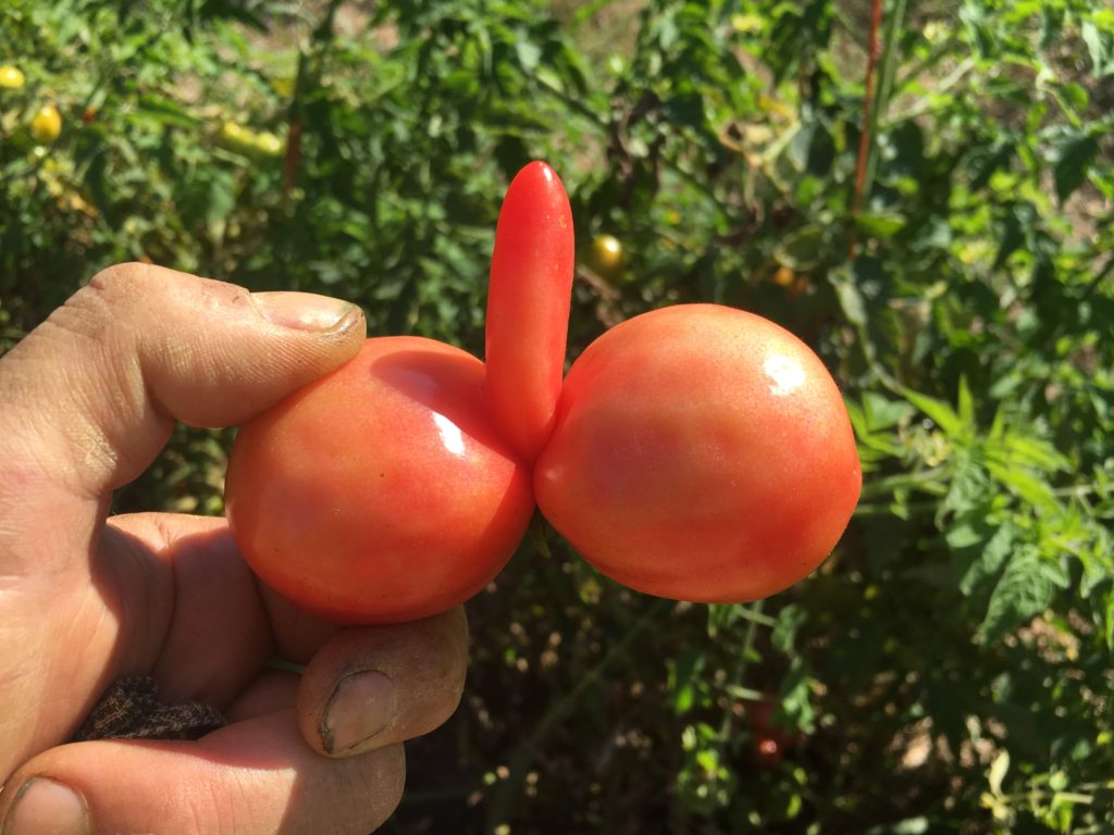 WHICH LUCKY MEMBER WILL GET THE FERTILITY TOTEM TOMATO!?