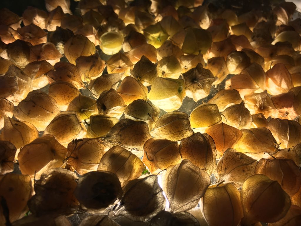 using a light beneath the glass table to determine which ground cherries to keep and discard