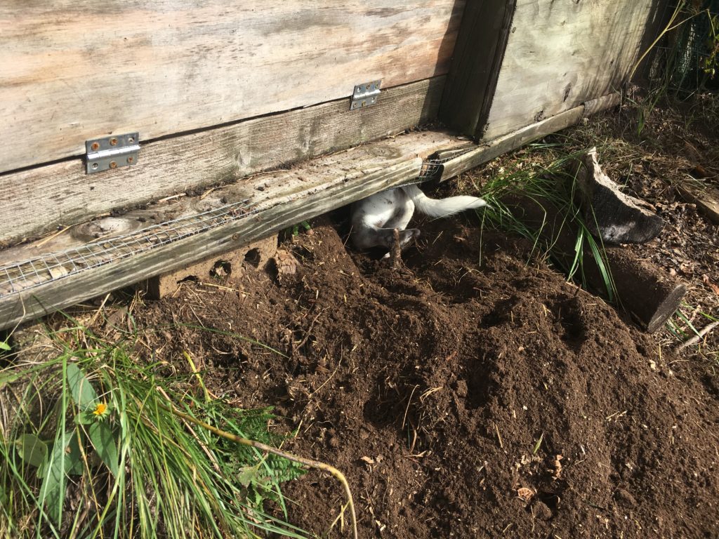 Widget hunting beneath the chicken coop