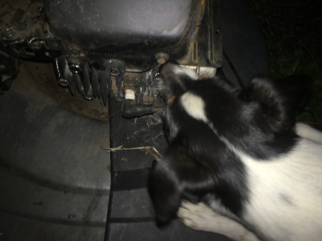 gnawing on the mower trying to obtain a mouse. she managed to rip out the spark plug wire completely instead