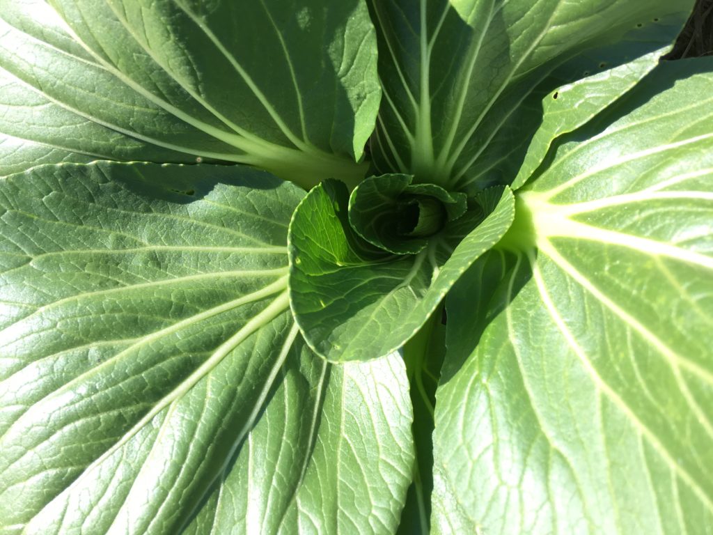 Bok choi ... hoping this doesn't bolt and gets even more big and beautiful
