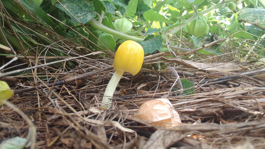 this mushroom growing in the ground cherries looks just like a husked one from above