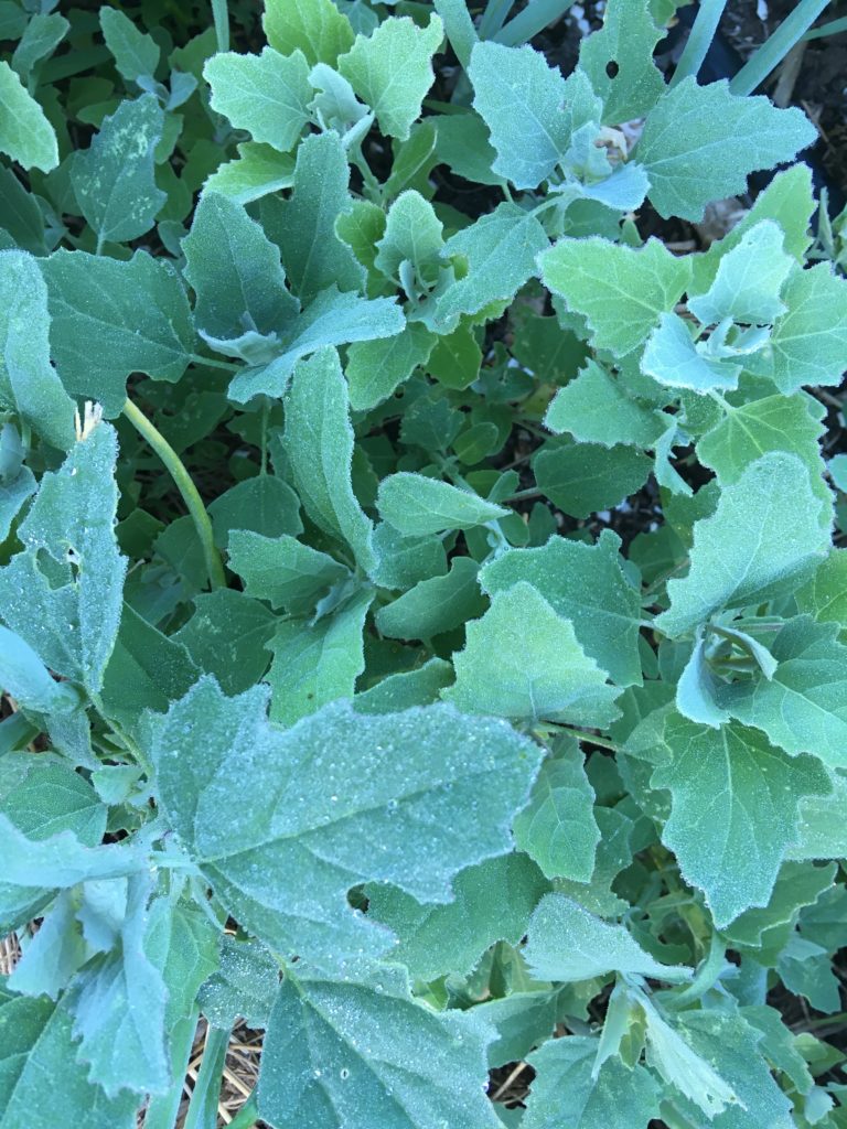 wild spinach aka lambs quarter