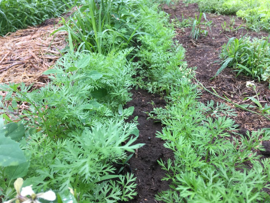 man hours of carrot weeding this week