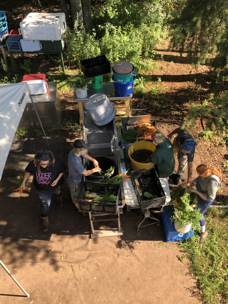 carrot washing squad