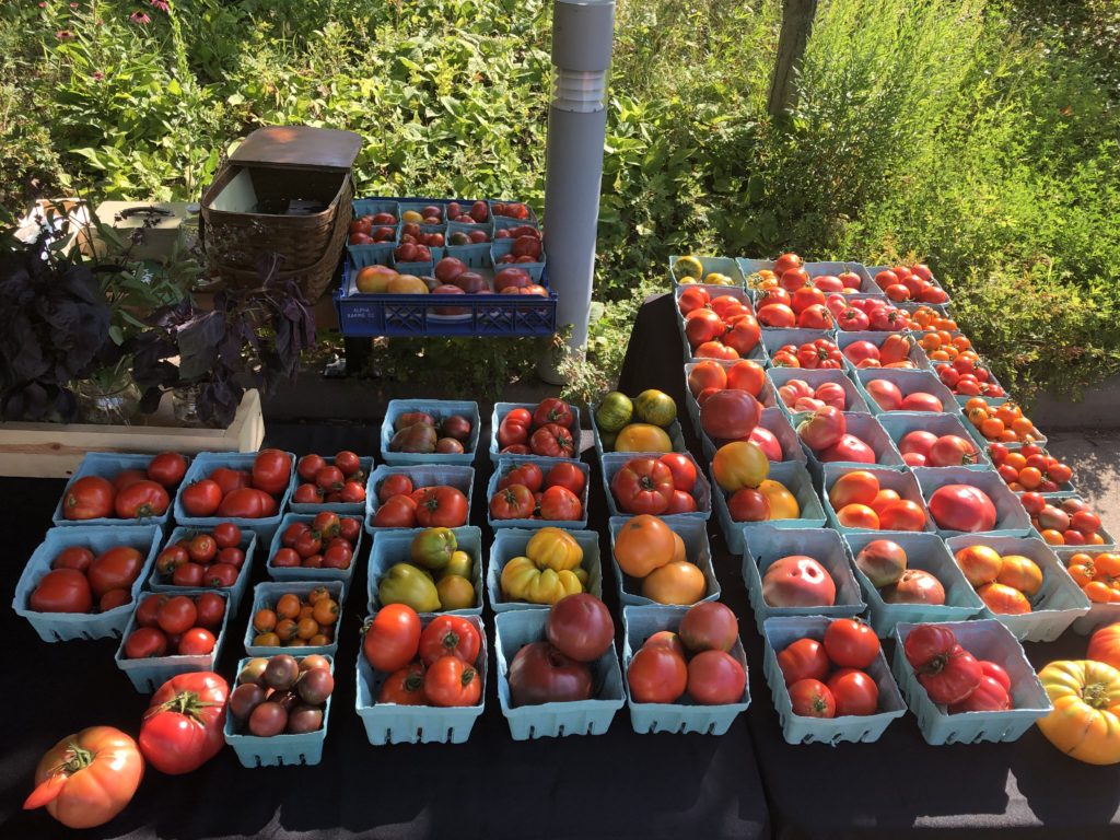 our tomato selection at the Saint Croix Falls Farmer's Market