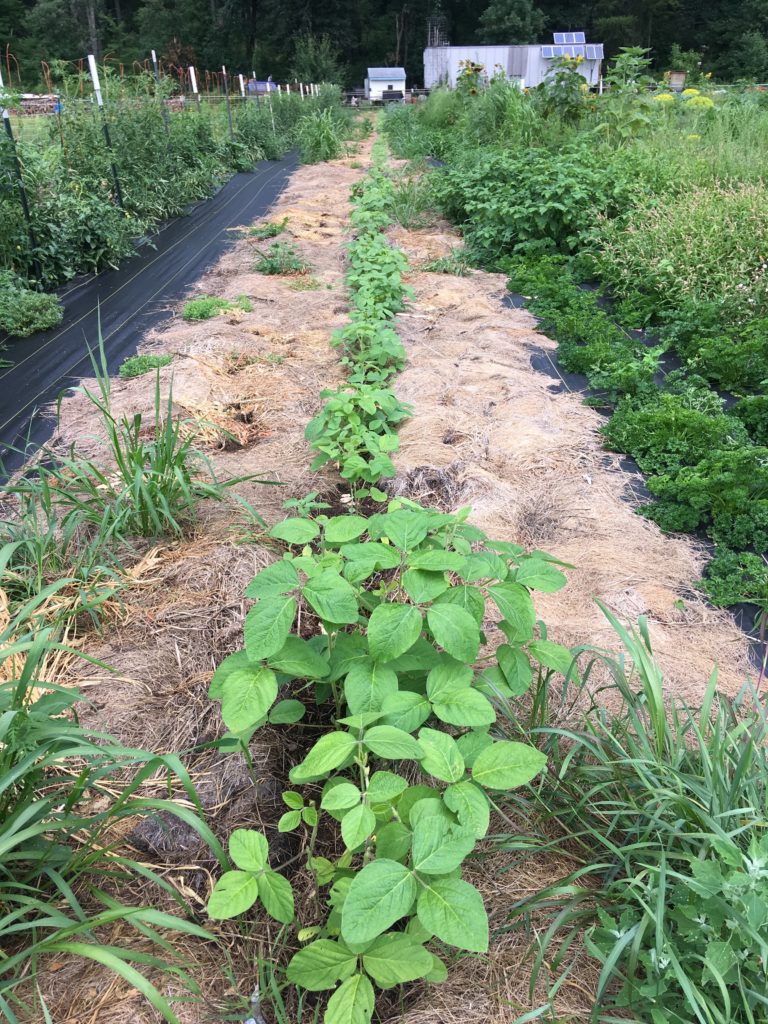 Edamame rests easy at night now